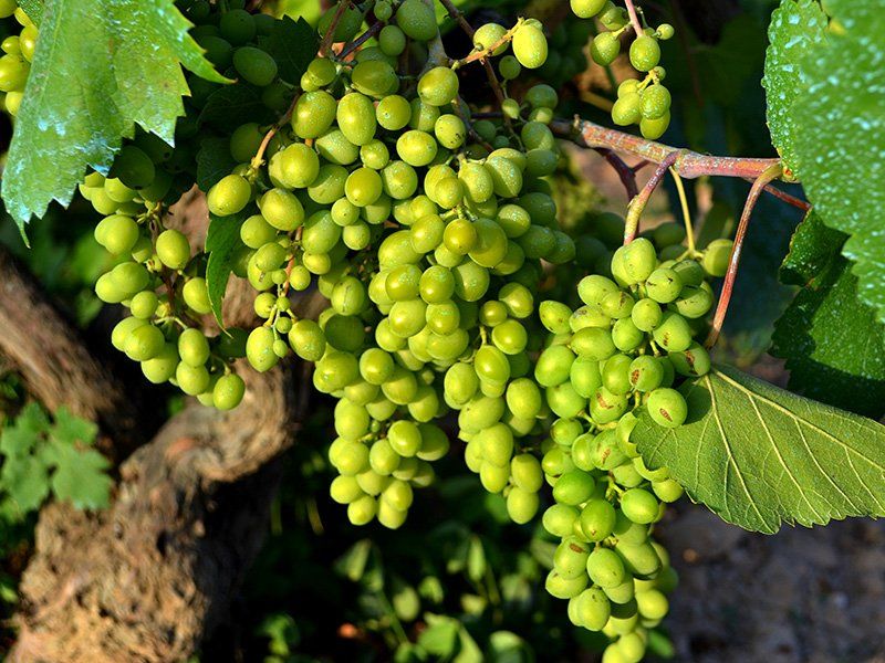 Hotel Domo Vilafranca del Penedès Eksteriør bilde